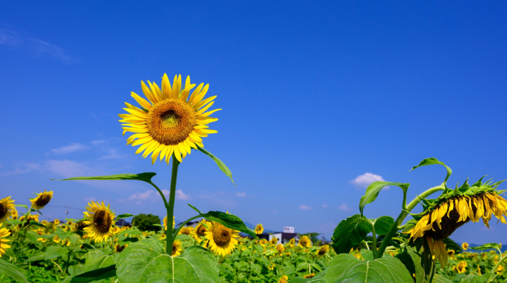 Break Free from New Age Healing Traps